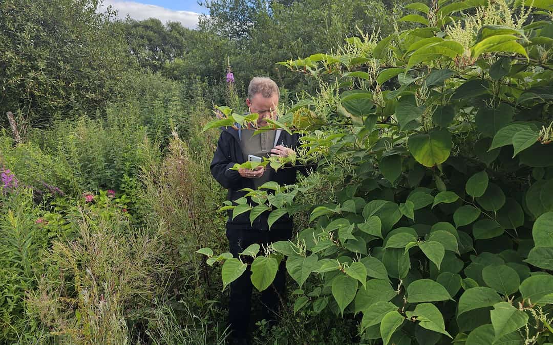 Why You Need a Free Japanese Knotweed Survey