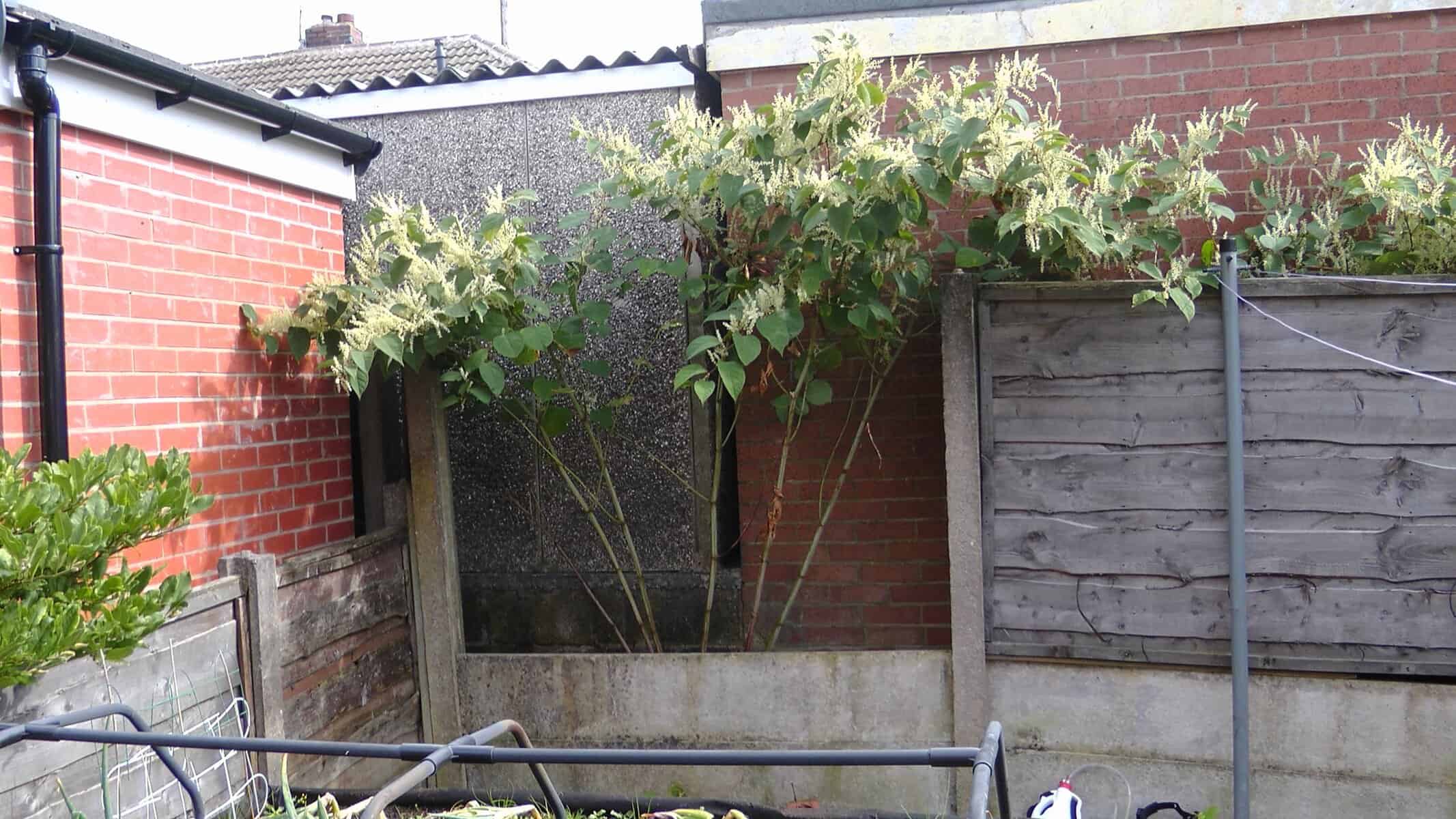 Japanese Knotweed plant